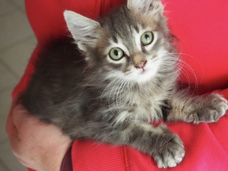 A tiny kitten curled up in a volunteer's arm